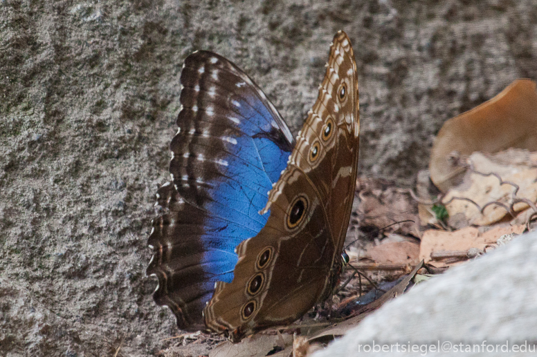 blue morpho